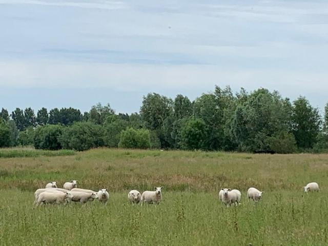 B&B Petit Chateau - Stijlvol Verblijf Centraal Gelegen In Zeeuws Vlaanderen Biervliet 外观 照片